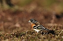 Brambling male - C